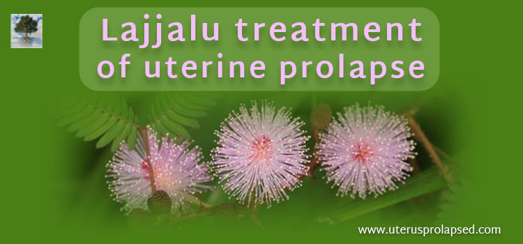 Lajjalu treatment of uterine prolapse